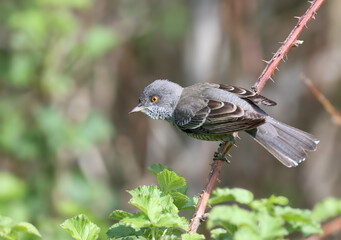 An adult male barred warbler (Curruca nisoria) is photographed close-up in its natural habitat sitting on the branches of a bush and tree