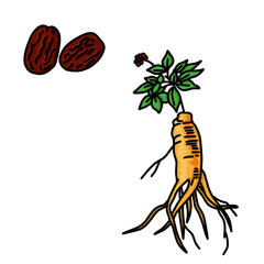 인삼과 대추 라인드로잉