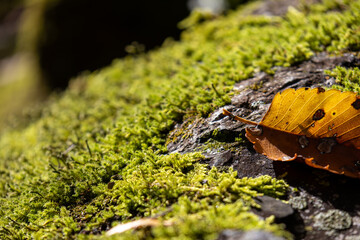 moss on a stone
