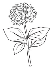 Hyacinth Bloom Line Art with Long Stem for Coloring Pages