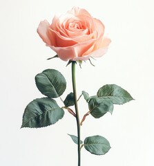 Obraz premium Soft Pink Rose Bloom with Green Leaves Isolated on White Background for Floral Inspiration and Romantic Themes