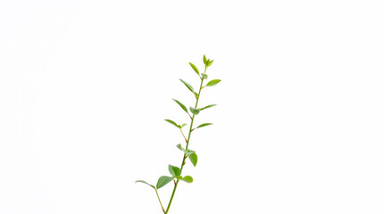 Fototapeta premium Soft pastel colors illuminate a plant on a white background, in a beautiful frame for YouTube or print, offering a gentle and soothing aesthetic. Realistic style.jpg