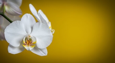 Fototapeta premium Golden Hour Orchids