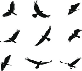 Birds Set Design for Digital Art and Illustrations. Colorful Birds Set Design for Creative Projects. Hand Drawn Birds Set Design for Designers. Modern Birds Set Design for Art and Craft