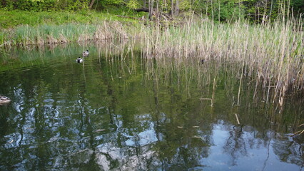 photo of ducks swimming in reeds