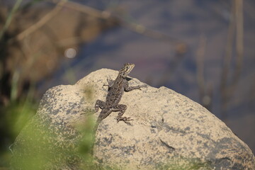 lizard on the rock