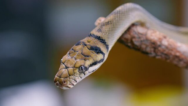 A snake moves slowly on a branch in beautiful slow-motion, showcasing its unique movement and textures