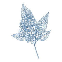 Botanical blue wedding flower on white background. Hand drawn floral, flower and leaf branch in toile de jouy style. Line art for wedding, monogram, invitation, greeting, logo, birthday cards