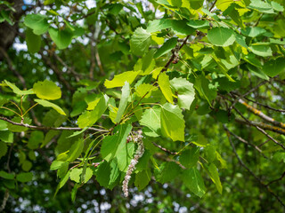 Close-up of aspen tree branches with green leaves and hanging catkins during spring, in natural daylight.