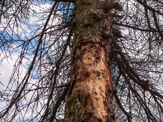 Close-up of a Norway spruce tree (Picea abies) infested by bark beetles, showing damaged trunk and dry branches, photographed from below with sky in background.