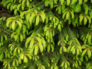 Close-up of fresh green spruce (Picea abies) shoots in spring, showing soft new growth on conifer branches in natural daylight. © Marek