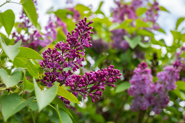 Obraz premium Blooming purple lilac (Syringa vulgaris) branches with green leaves in spring, photographed outdoors under a cloudy sky.