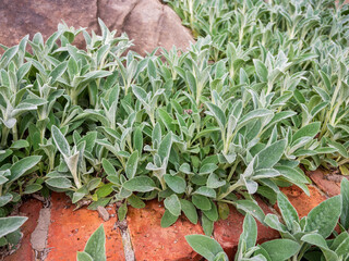 Obraz premium Close-up of lamb’s ear plant (Stachys byzantina) with soft, fuzzy silver-green leaves growing near a brick edge in a garden.