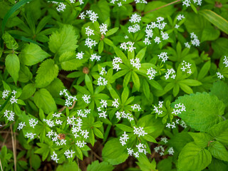 Close-up of blooming sweet woodruff (Galium odoratum) with small white flowers and whorled green leaves in a shady forest in spring.