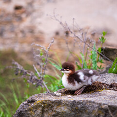 Wild duckling resting on a mossy stone. Fluffy brown and white bird chick sits quietly surrounded by grass and old stone structure.