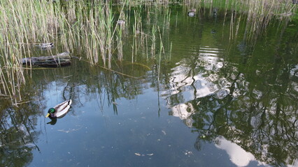 photo of ducks swimming in reeds