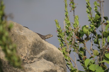 lizard on the rock