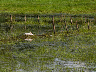 cygne