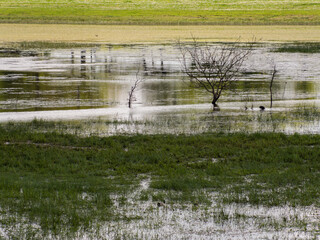 marais sauvage
