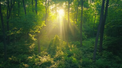 Obraz premium Forest Sunlight Trees Woodland Landscape