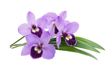 Zygopetalum Orchid Flowers Is isolated on a transparent background. High quality PNG, commercial use.