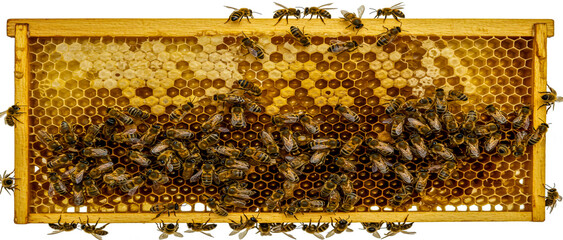 Honeycomb frame covered in bees depicting beekeeping and pollination activities up close