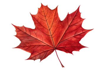Red Maple Leafs Isolated on Transparent Background