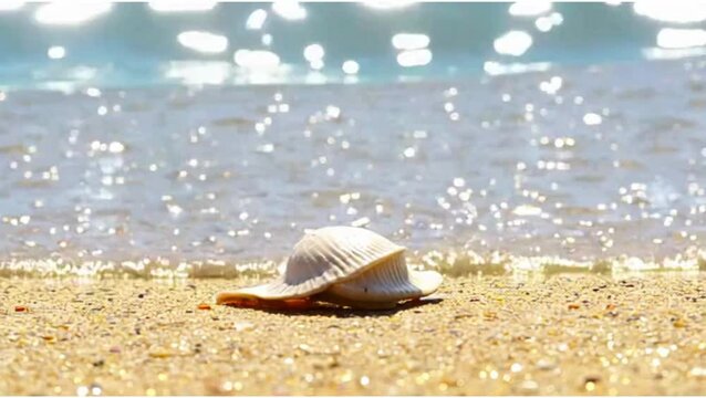 shells on the beach