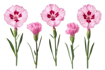 Qji Set Of Dianthus Flowers Iso isolated on a transparent background. High quality PNG, commercial use.