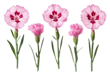 Qji Set Of Dianthus Flowers Iso isolated on a transparent background. High quality PNG, commercial use.