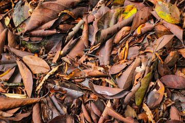 Pile of dry leaves on the ground. Spring leaves. Leaves background. Top view