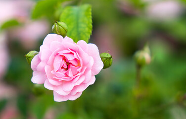 Beautiful pink rose with buds in the garden. Natural background. Close-up. Selective focus.
