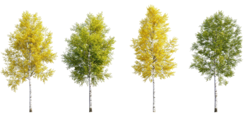 Set Of Quaking Aspen Populu isolated on a transparent background. High quality PNG, commercial use.