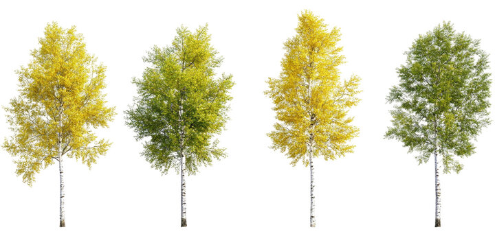 Set Of Quaking Aspen Populu isolated on a transparent background. High quality PNG, commercial use.