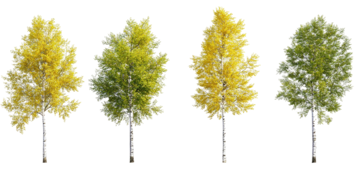 Set Of Quaking Aspen Populu isolated on a transparent background. High quality PNG, commercial use.