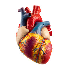 Anatomical model of a human heart showing arteries veins and chambers isolated on a white background view
