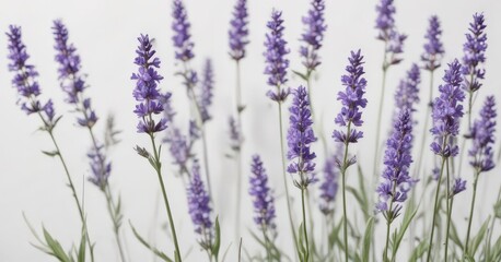 Obraz premium Delicate purple lavender blooms, isolated on pure white background, vintage, element
