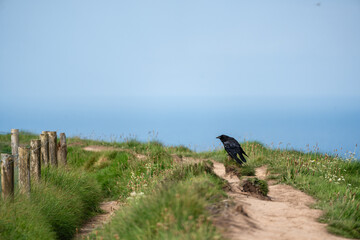 Schwarzer Vogel auf Küstenpfad an den Cliffs of Moher