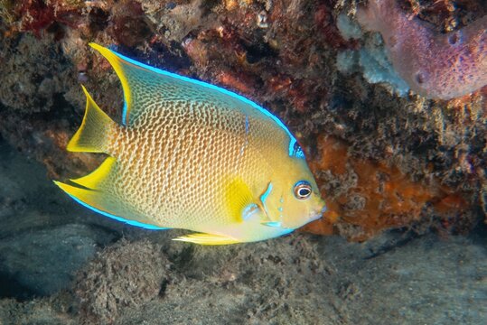 Bermuda Blue Angelfish (Holacanthus bermudensis) at Blue Heron Bridge, Phil Foster Park, Riviera Beach, Florida