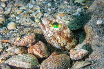 Dusky Jawfish (Opistognathus whitehurstii) at Phil Foster Park, Riviera Beach, Florida