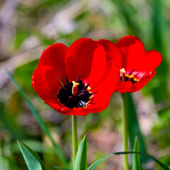  two bright red tulips on a green background of vegetation