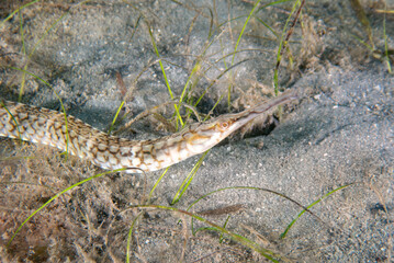 Alligator Pipefish (Syngnathoides biaculeatus), Phil Foster Park, Blue Heron Bridge, Riviera Beach, Florida