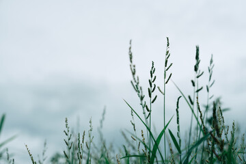 Flower field, meadow flowers. Autumn landscape blurry nature background.