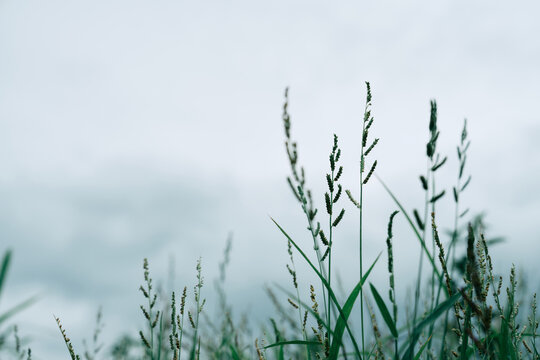 Fototapeta Flower field, meadow flowers. Autumn landscape blurry nature background.
