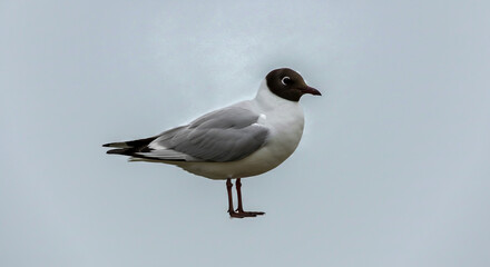 A beautiful black headed gull bird stands elegantly with its gray wings and distinct black head.