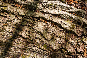 Texture of the bark of a fallen tree in the forest