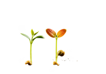 Plant growth with dna isolated on transparent background