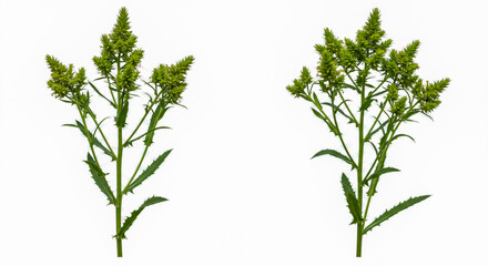 Fototapeta premium Fresh green wildflower stems isolated on white background perfect for botanical and floral designs