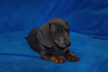A blue-grey Dachshund puppy
