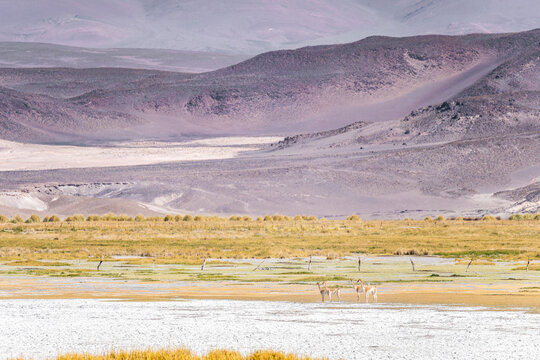 Vast Andean highlands with grazing animals in La Puna